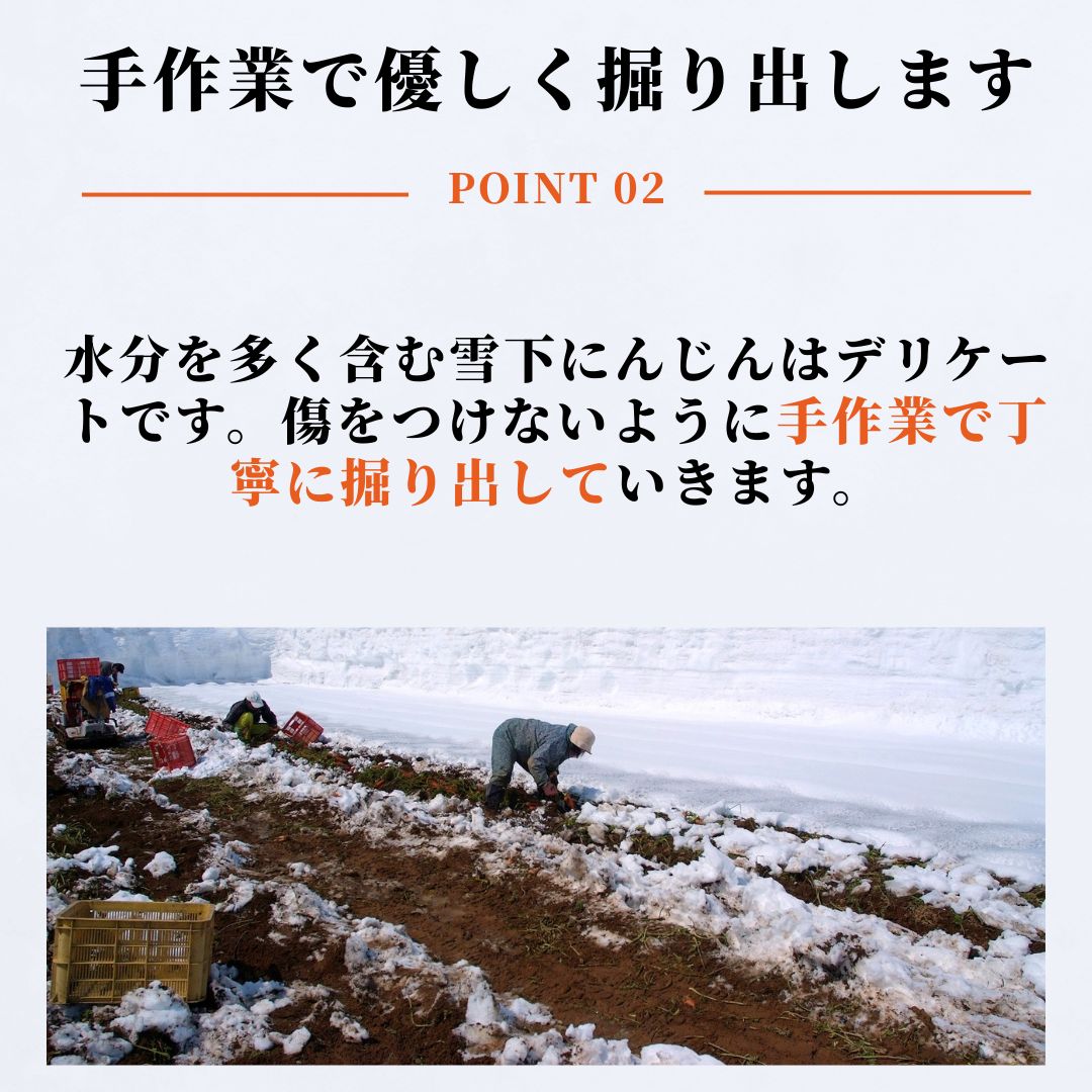 【ふるさと納税】【令和8年産先行予約】津南の雪下にんじん 3kg 7kg 雪下 雪の下 ゆきのした にんじん 人参 ニンジン キャロット 野菜 やさい 野菜スティック サラダ 新潟県 津南町 - 画像3