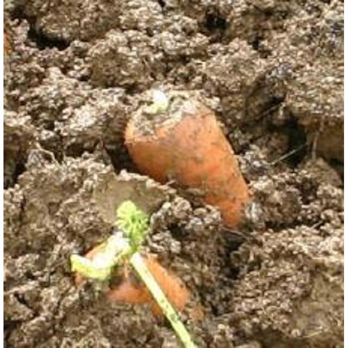 【ふるさと納税】【令和8年発送分 先行予約】人参 雪下にんじん 3kg 5kg 10kg 選べる 容量 季節限定 | 雪下 雪の下 ゆきのした にんじん 人参 ニンジン キャロット 野菜 やさい 野菜スティック サラダ 新潟県 津南町 - 画像3