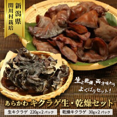 あらかわキクラゲ生・乾燥セット(生キクラゲ220g×2パック・乾燥キクラゲ30g×2パック)【配送不可地域：離島】【1442531】