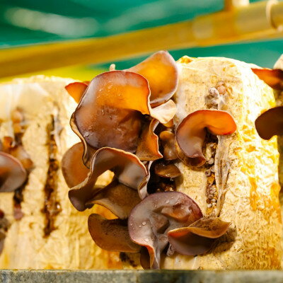 【ふるさと納税】あらかわキクラゲ乾燥セット(乾燥キクラゲ30g×2パック・60g×2パック)【1442533】 - 画像2