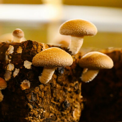 【ふるさと納税】育てて楽しい!あらかわ生しいたけ菌床ホダ木 2セット【1442536】 - 画像3