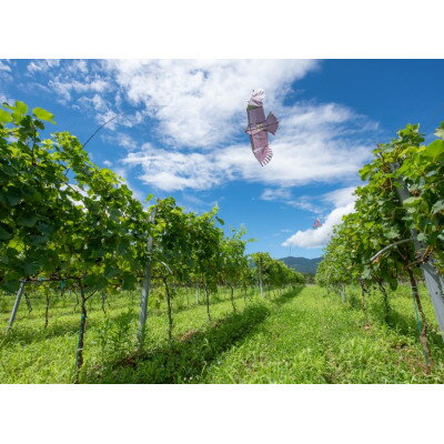 【ふるさと納税】ギフト向け【ワインコンクール受賞】富山県南砺市　ドメーヌボー　ルージュ　2022【配送不可地域：離島】【1333541】 サムネイル3