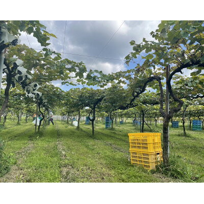 【ふるさと納税】ねこかぶり 2021【配送不可地域：離島】【1633271】 サムネイル3