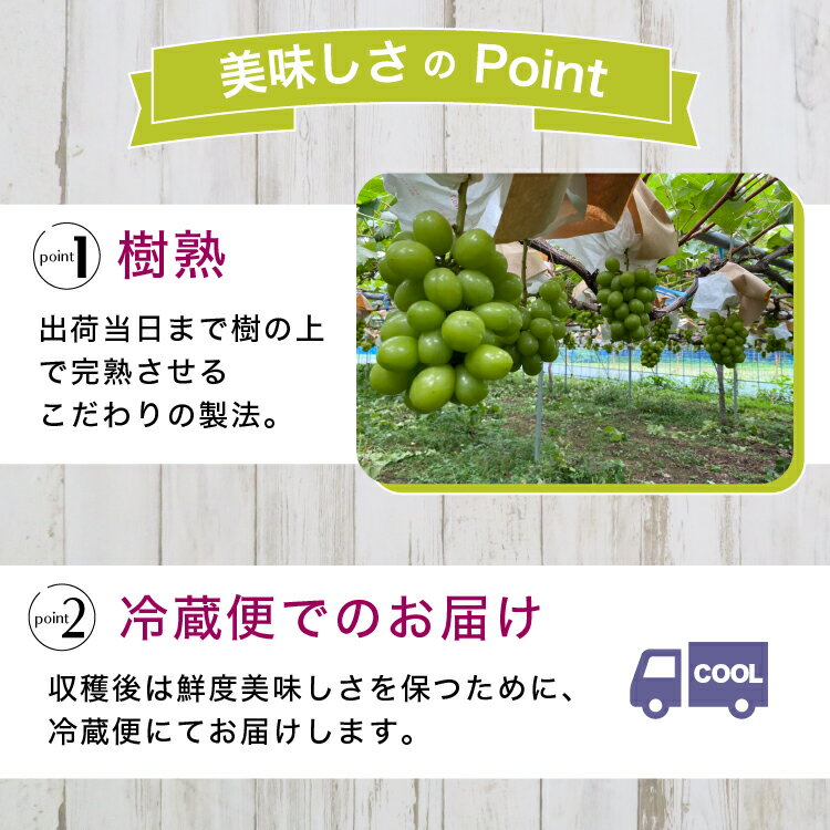 【ふるさと納税】＼選べる内容量／ 訳あり シャインマスカット 樹熟 ｜ 房 小分けパック 富山県産 マスカット ぶどう ブドウ 葡萄 ※北海道・沖縄・離島への配送不可 ※2025年10月上旬～12月下旬頃に順次発送予定 サムネイル3