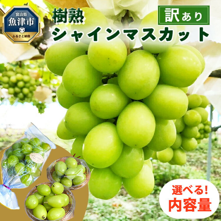 ＼選べる内容量／ 訳あり シャインマスカット 樹熟 ｜ 房 小分けパック 富山県産 マスカット ぶどう ブドウ 葡萄 ※北海道・沖縄・離島への配送不可 ※2025年10月上旬～12月下旬頃に順次発送予定