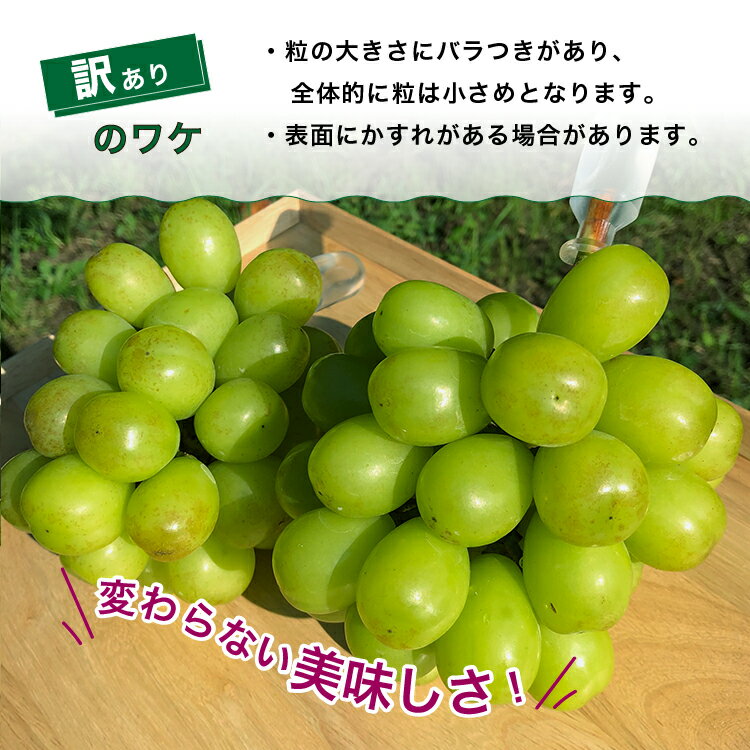 【ふるさと納税】＼選べる内容量／ 訳あり シャインマスカット 樹熟 ｜ 房 小分けパック 富山県産 マスカット ぶどう ブドウ 葡萄 ※北海道・沖縄・離島への配送不可 ※2025年10月上旬～12月下旬頃に順次発送予定 サムネイル2