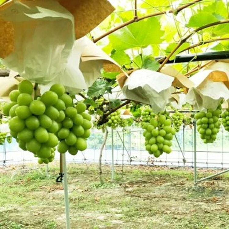 【ふるさと納税】完熟ドライグレープMIX1袋（シャインマスカット＆巨峰）｜果物詰合せ・フルーツ・加工食品・シャインマスカット・巨峰・ドライフルーツ ※北海道・沖縄・離島への配送不可 サムネイル3