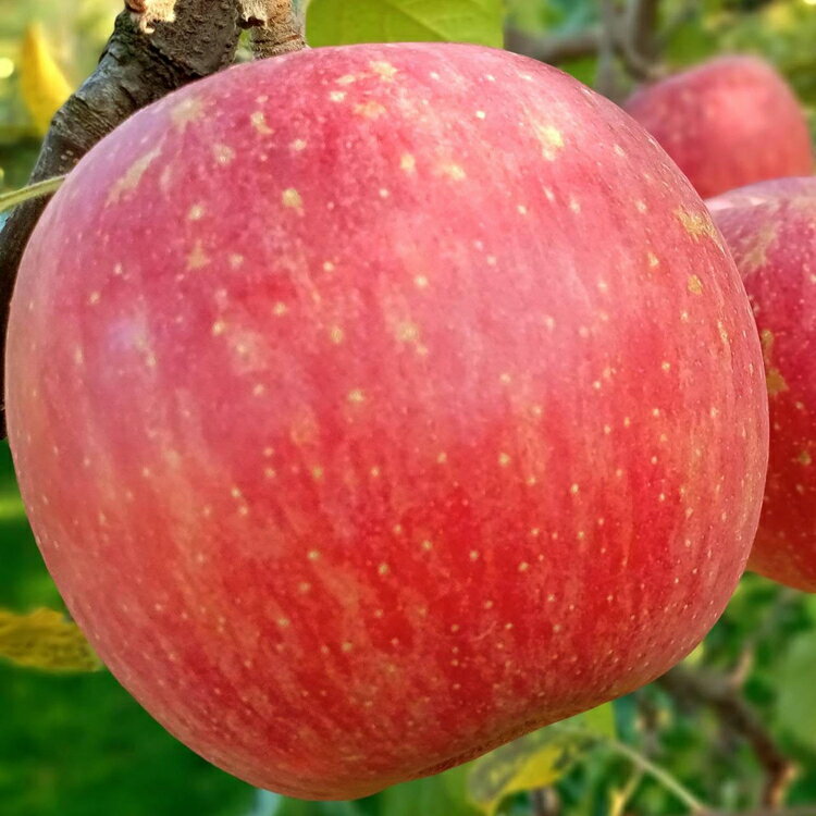 【ふるさと納税】【早期予約】りんご 加積りんご 樹熟サンふじ小玉 約5kg｜ふじ 魚津市産 富山 リンゴ 林檎 くだもの 果物 フルーツ デザート 産地直送 富山県 ※北海道・沖縄・離島への配送不可 ※2025年12月上旬～2026年2月上旬頃に順次発送予定 サムネイル2