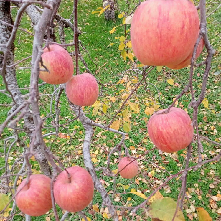 【ふるさと納税】【早期予約】りんご 加積りんご 樹熟サンふじ小玉 約5kg｜ふじ 魚津市産 富山 リンゴ 林檎 くだもの 果物 フルーツ デザート 産地直送 富山県 ※北海道・沖縄・離島への配送不可 ※2025年12月上旬～2026年2月上旬頃に順次発送予定 サムネイル3