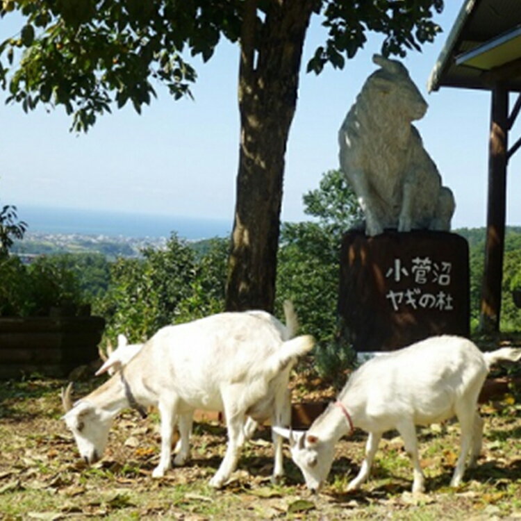 【ふるさと納税】米 令和7年 コシヒカリ 5kg 無洗米 棚田米 ※北海道・沖縄・離島への配送不可 - 画像3