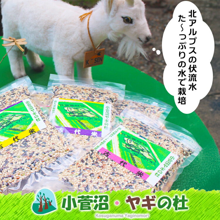 【ふるさと納税】古代米（玄米）1.5kg（300g×5袋） 富山県 ヤギの杜 魚津市 ｜ こめ コメ お米 おこめ 黒米 赤米 緑米 ビタミン びたみん ミネラル みねらる 伏流水 自慢 富山 魚津※北海道・沖縄・離島への配送不可 - 画像2