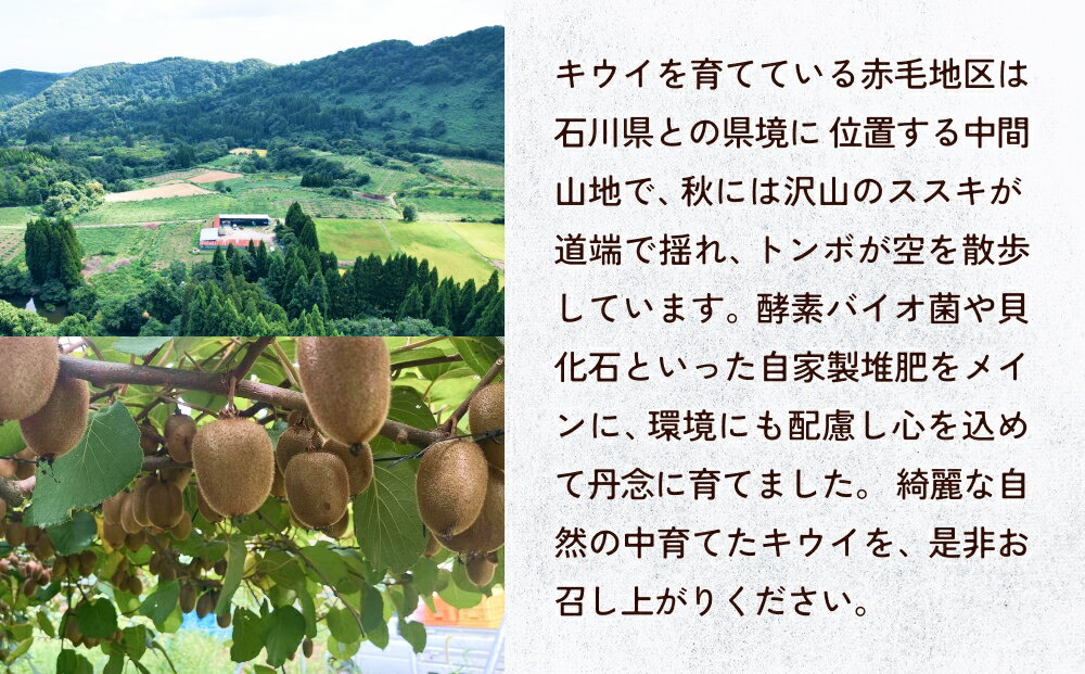 【ふるさと納税】 ＜先行予約＞ 富山県産キウイ（ヘイワード）1kg以上（8～12玉） ＜2025年12月中旬以降順次発送＞ | 国産 数量限定 グリーンキウイ 富山 氷見 果物 フルーツ キウイ サムネイル3