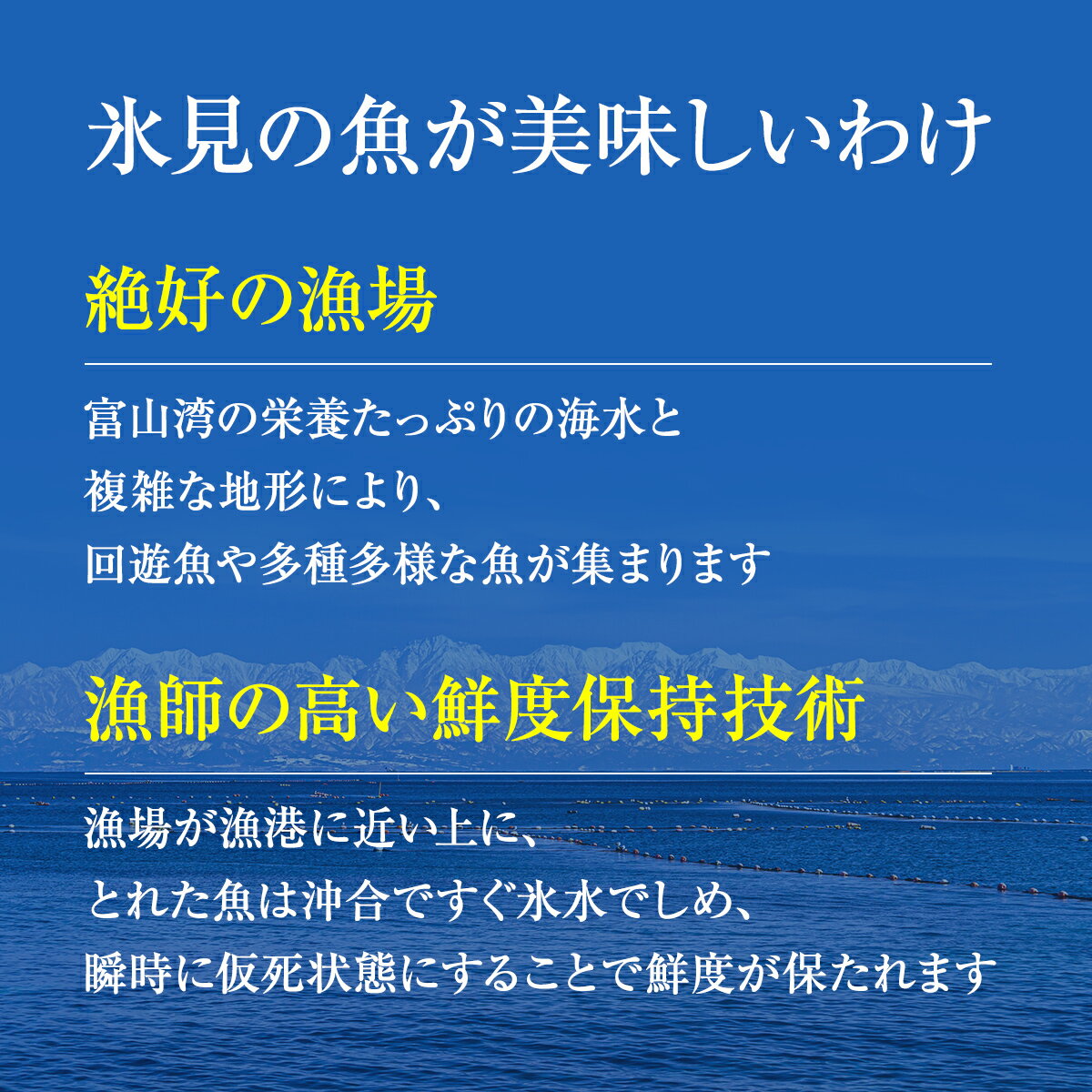 【ふるさと納税】〈朝どれ！氷見直送定期便〉 旬の鮮魚 お刺身セット 3回お届け｜刺身 さしみ お造り 冷蔵 旬 新鮮 魚介 産地直送 富山 盛り合わせ 魚 鮮魚 詰め合わせ 海の幸 朝どれ 地域限定 地魚 柵 小分け 処理済み 簡単調理 切るだけ 小分け 3ヶ月 定期便 醤油 2人 サムネイル3