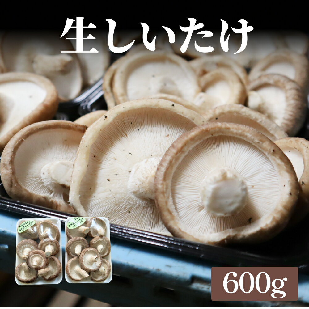 生しいたけ 約600g 富山県 氷見市 シイタケ 椎茸 国産 生