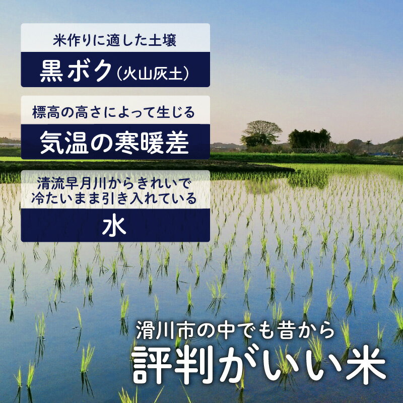 【ふるさと納税】滑川産コシヒカリ（精米20kg） / 一等米 産地直送 袋 かわいい こしひかり おにぎり お米 白米 国産 ご飯 ごはん 富山県 滑川市 - 画像2