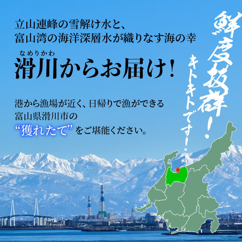 【ふるさと納税】【先行予約】ボイル紅ズワイガニ【25年度9月下旬以降順次配送】 / 訳あり ずわいがに 紅ずわいがに ズワイガニ カニ 冷蔵 冷蔵配送 チルド ブランド蟹 高志の紅ガニ 北陸 【能登半島地震復興支援】 ゆで蟹 焼きがに ギフト 送料無料 富山県 滑川市 国産 サムネイル3