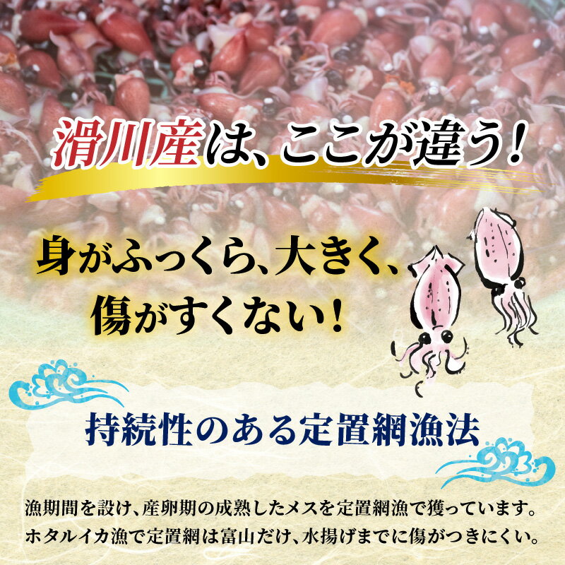 【ふるさと納税】【先行予約】【レビューキャンペーン実施中】ボイルほたるいか 選べるボイルのみ /ボイル&刺身 容量2人前 /4人前 カネツル砂子商店 ※26年3月中旬以降順次発送【能登半島地震復興支援】/ 冷蔵 茹で ホタルイカ 富山 滑川市 サムネイル2