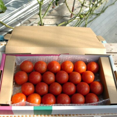 【ふるさと納税】フルーツトマト(深層水トマト)1.5キロ【配送不可地域：離島】【1287333】 サムネイル2