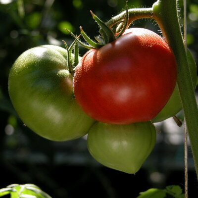 【ふるさと納税】フルーツトマト(深層水トマト)1.5キロ【配送不可地域：離島】【1287333】 サムネイル3