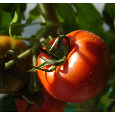 【ふるさと納税】感動のフルーツトマト「深層水トマト」3キロ【濃厚な甘みと旨み】【配送不可地域：離島】【1290573】 - 画像2