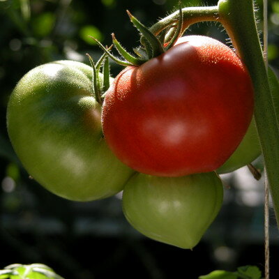 【ふるさと納税】感動のフルーツトマト「深層水トマト」3キロ【濃厚な甘みと旨み】【配送不可地域：離島】【1290573】 - 画像3