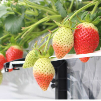 【ふるさと納税】宇川農産「いちご狩り」入園券(大人1名)【1571477】 - 画像2