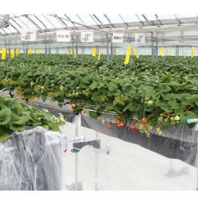 【ふるさと納税】宇川農産「いちご狩り」入園券(大人1名)【1571477】 - 画像3