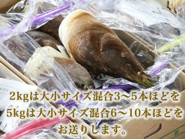 【ふるさと納税】【射水市】【射水のおいしい食品】射水市黒河産 農家直送 北川さん家の たけのこ 5kg ※2026年4月下旬頃～5月中旬頃に順次発送予定 ※離島への配送不可 - 画像2