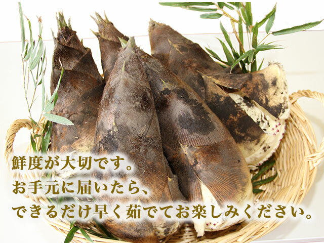 【ふるさと納税】【射水市】【射水のおいしい食品】射水市黒河産 農家直送 北川さん家の たけのこ 5kg ※2026年4月下旬頃～5月中旬頃に順次発送予定 ※離島への配送不可 - 画像3