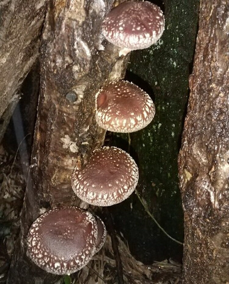 【ふるさと納税】【年内出荷】数量限定 原木椎茸「金山かぐや」射水市金山産 /おせち材料 正月 料理 きのこ 野菜 山菜/富山県射水市　 しいたけ 肉厚どんこ 金山かぐや おつまみ お酒のお供 ※2025年12月中旬～2026年4月下旬頃に順次発送予定 - 画像2
