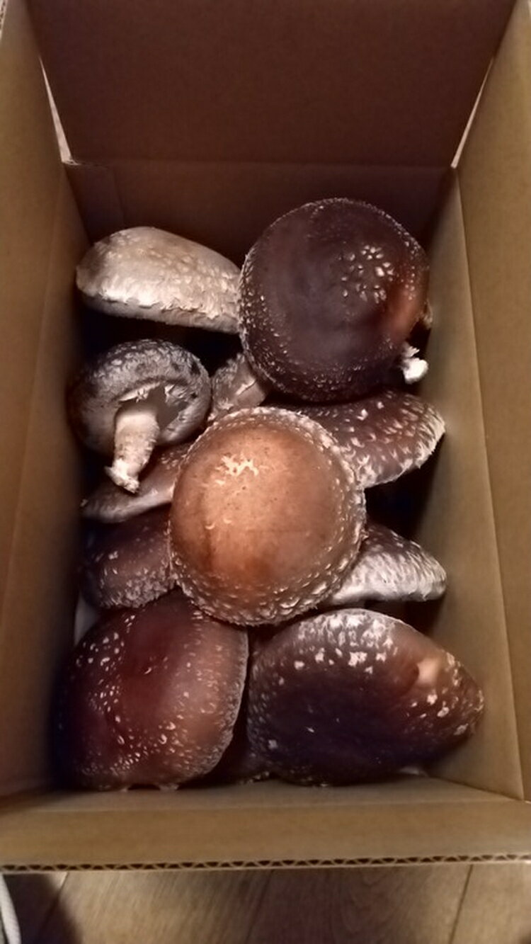 【ふるさと納税】【年内出荷】数量限定 原木椎茸「金山かぐや」射水市金山産 /おせち材料 正月 料理 きのこ 野菜 山菜/富山県射水市　 しいたけ 肉厚どんこ 金山かぐや おつまみ お酒のお供 ※2025年12月中旬～2026年4月下旬頃に順次発送予定 - 画像3