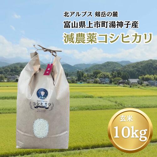 【令和7年産】減農薬 上市町湯神子産コシヒカリ（玄米）10kg　 [ソムリエH 富山県 上市町 32280233-r6-03] 　お米 コメ ご飯 ごはん 玄米ご飯 玄米ごはん こしひかり 富山県産