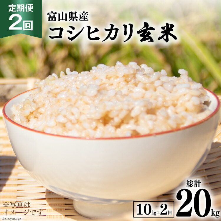 2回 定期便 米 コシヒカリ 玄米 10kg ×2回 総計 20kg [アグリ金山 富山県 朝日町 34310432] お米 美味しい こしひかり ご飯 ごはん 富山県産 数量限定 農家 直送
