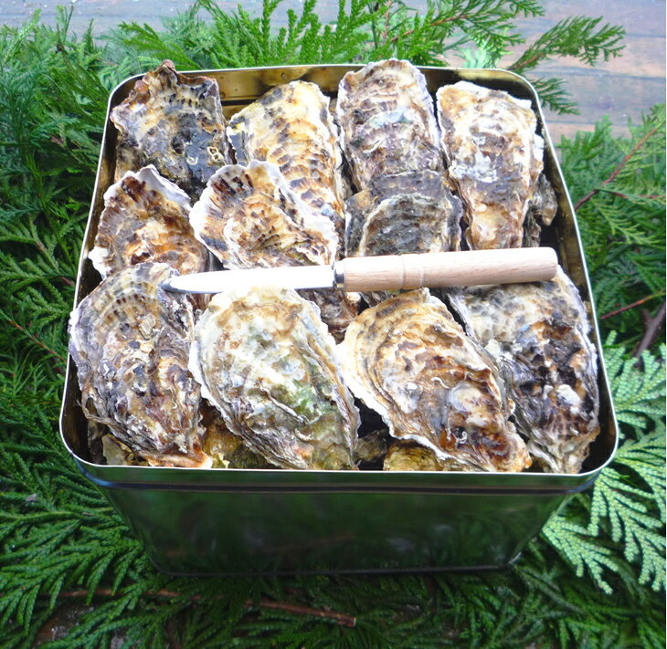 【ふるさと納税】【能登半島地震復興支援】魚介類 牡蠣 能登かき殻付き・加熱用・半斗缶［約40～50個］ ｜牡蠣 カンカン焼き カキ かき 加熱用 カキフライ 海鮮 魚介 国産 石川県 七尾市 能登 復興 サムネイル3