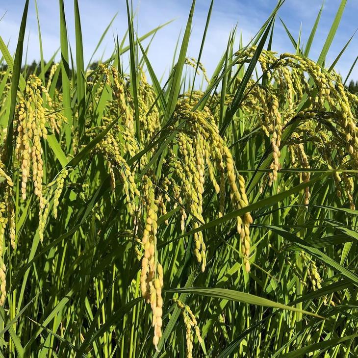 【ふるさと納税】＼1ヵ月以内発送／令和7年産米 七尾産こしひかり10kg(5kg×2)｜お米 R7年産米 すぐ届く ブランド米 銘柄米 精米 白米 健康 訳あり 生活応援価格 ご家庭用 コシヒカリ 5kg 5キロ 10kg 10キロ 能登半島地震 復興支援 能登 石川県 七尾市 - 画像3