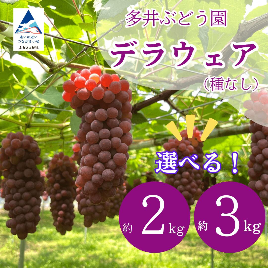 《 2026年 先行予約 》ぶどう デラウェア 選べる 2kg（7房〜8房） / 3kg（10房〜11房） 果物 フルーツ 【多井ぶどう園】010247
