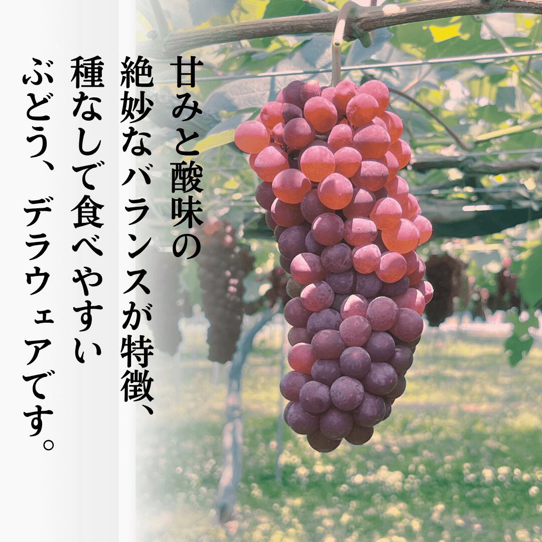 【ふるさと納税】《 2026年 先行予約 》ぶどう デラウェア 選べる 2kg（7房〜8房） / 3kg（10房〜11房） 果物 フルーツ 【多井ぶどう園】010247 サムネイル2