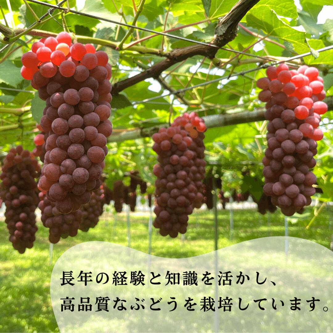 【ふるさと納税】《 2026年 先行予約 》ぶどう デラウェア 選べる 2kg（7房〜8房） / 3kg（10房〜11房） 果物 フルーツ 【多井ぶどう園】010247 サムネイル3
