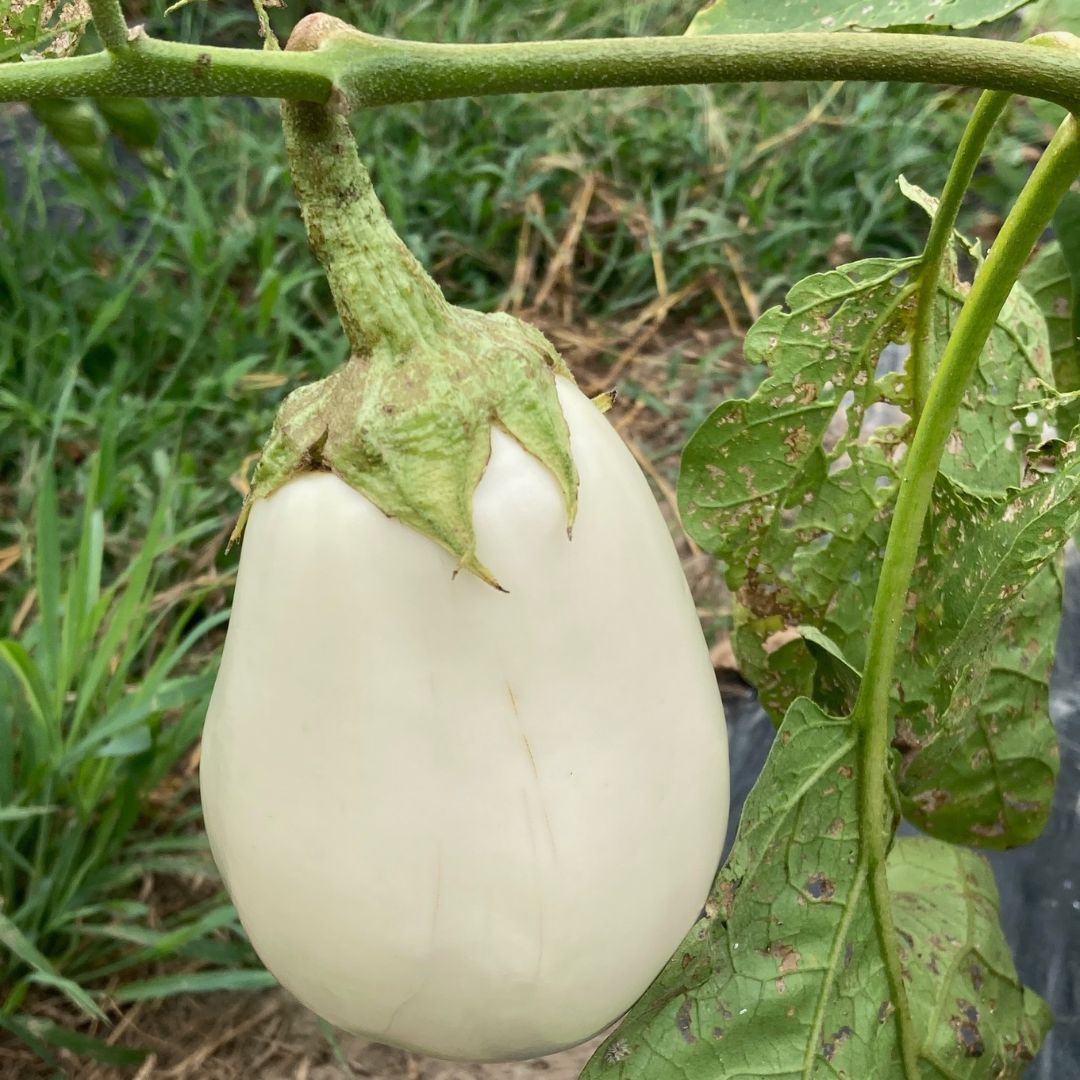 【ふるさと納税】【先行予約】 季節限定 のうちゃんファームの白なす 野菜 茄子 白茄子 季節限定 ギフト 小松市 石川県 ふるさと 納税 007041【のうちゃんファーム】 - 画像2