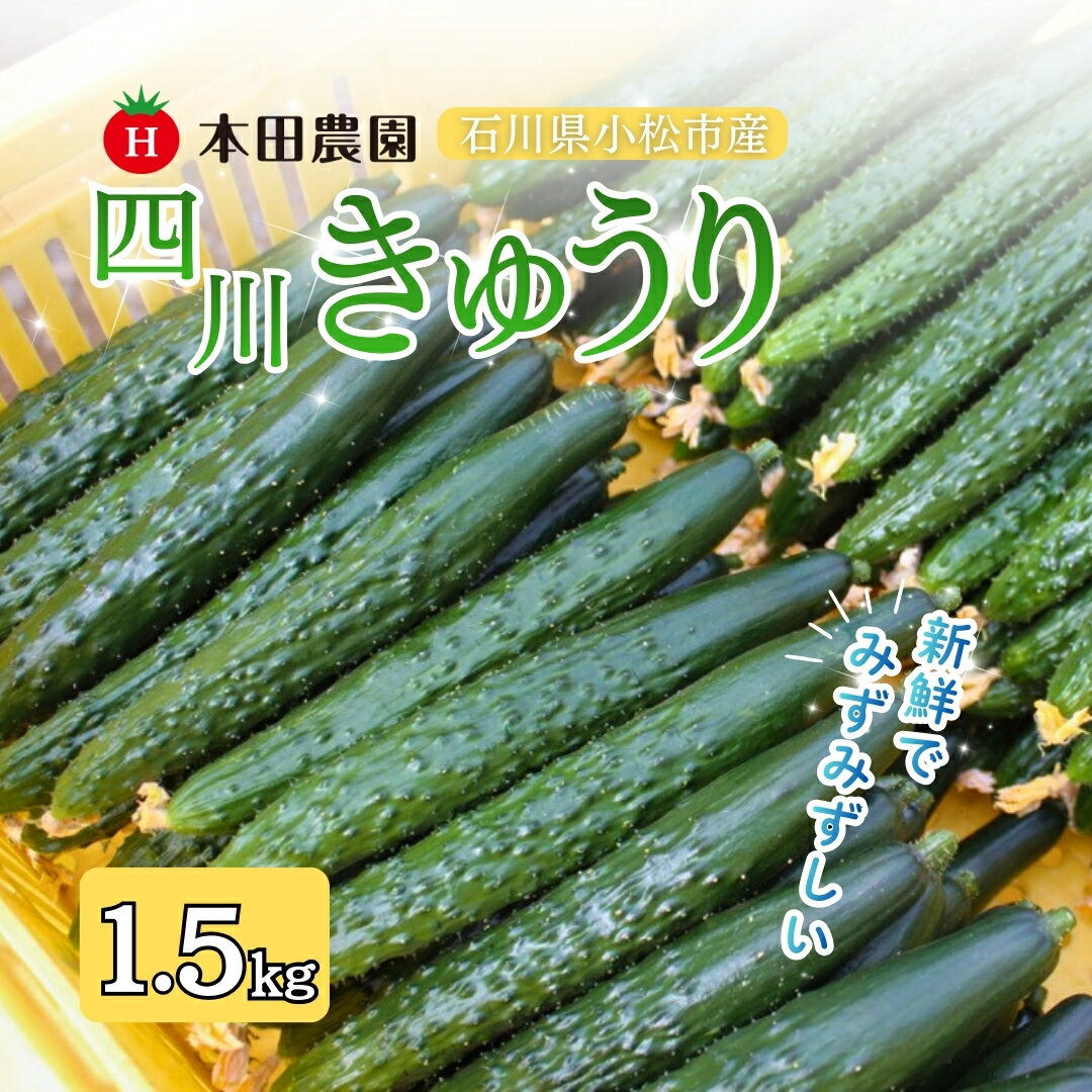 【先行予約】四川きゅうり 1.5kg 野菜 ギフト きゅうり 石川県 小松市 006046【本田農園】