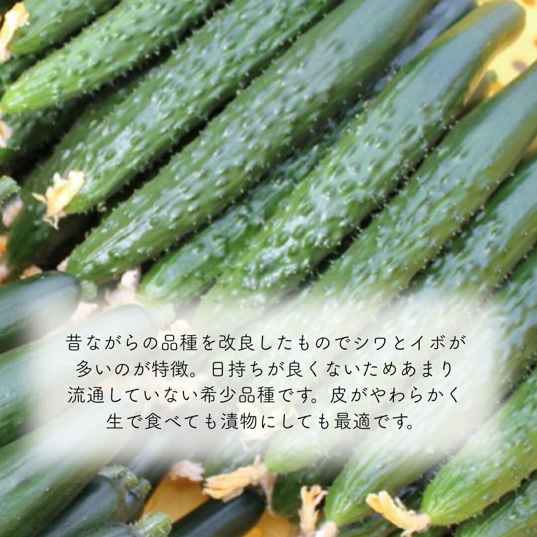 【ふるさと納税】【先行予約】四川きゅうり 1.5kg 野菜 ギフト きゅうり 石川県 小松市 006046【本田農園】 - 画像2