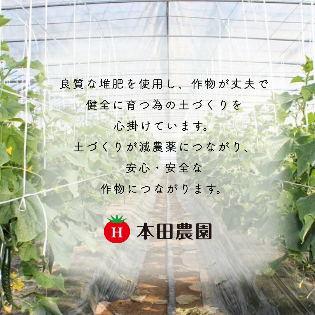 【ふるさと納税】【先行予約】四川きゅうり 1.5kg 野菜 ギフト きゅうり 石川県 小松市 006046【本田農園】 - 画像3