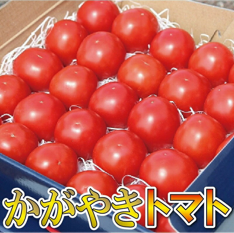 【2026年 先行予約】 本田農園のかがやきトマト 1箱 ( 約30個～36個 ) トマト とまと 完熟トマト 完熟 トマト箱 トマトBOX トマトジュース 本田農園 お中元 お歳暮 ギフト 小松市 石川県 008083【本田農園】