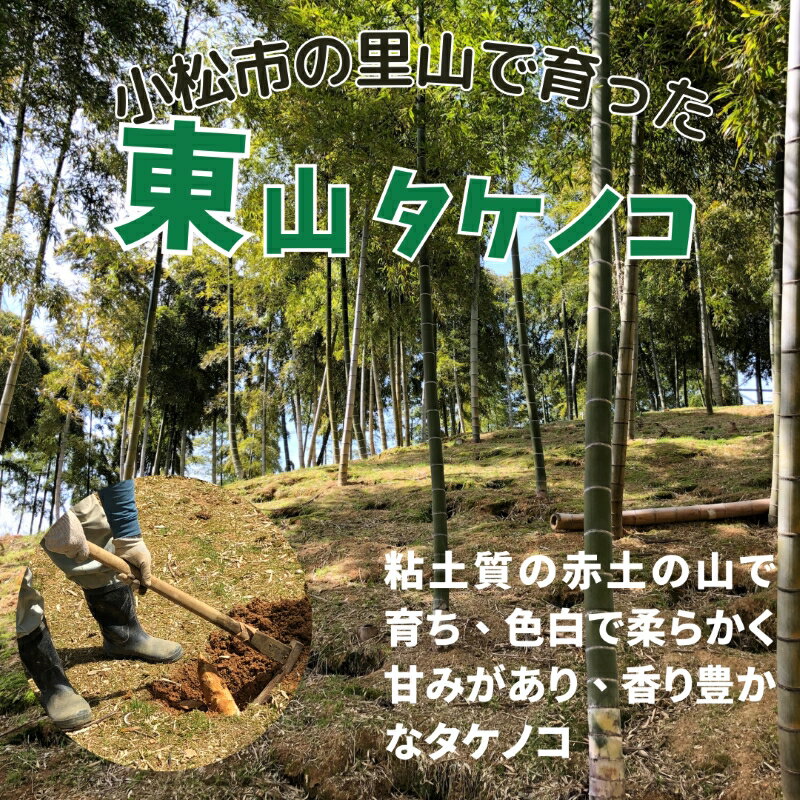 【ふるさと納税】《 真空包装で手軽に使える 》 加賀たけのこ水煮 大セット セット 詰め合わせ グルメ お取り寄せ お中元 お歳暮 ギフト 小松市 石川県 012011【山木食品工業】 - 画像2