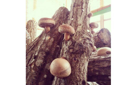 【ふるさと納税】原木生しいたけ（のと115）| 国産 原木 しいたけ 生しいたけ 椎茸 シイタケ のと115 野菜 ブランド きのこ キノコ 能登 石川県 輪島市 - 画像3