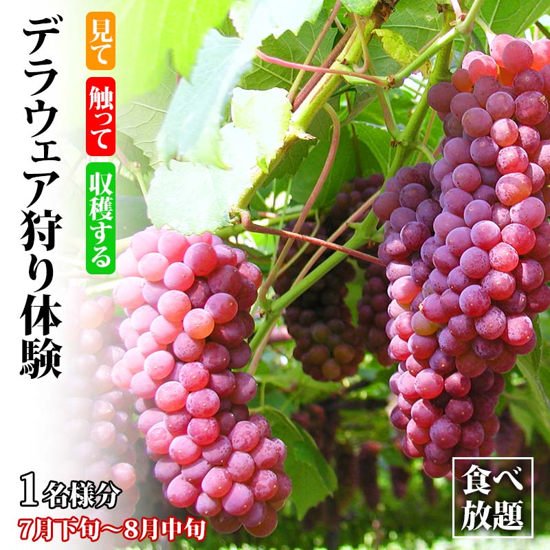 デラウェア狩り体験 食べ放題 1名様分 デラウェア狩り ぶどう狩り フルーツ狩り くだもの狩りデラウェア ぶどう ブドウ 葡萄 フルーツ 果物 くだもの 体験 能登半島地震復興支援 F6P-1809