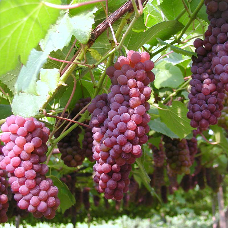 【ふるさと納税】デラウェア狩り体験 食べ放題 1名様分 デラウェア狩り ぶどう狩り フルーツ狩り くだもの狩りデラウェア ぶどう ブドウ 葡萄 フルーツ 果物 くだもの 体験 能登半島地震復興支援 F6P-1809 - 画像2