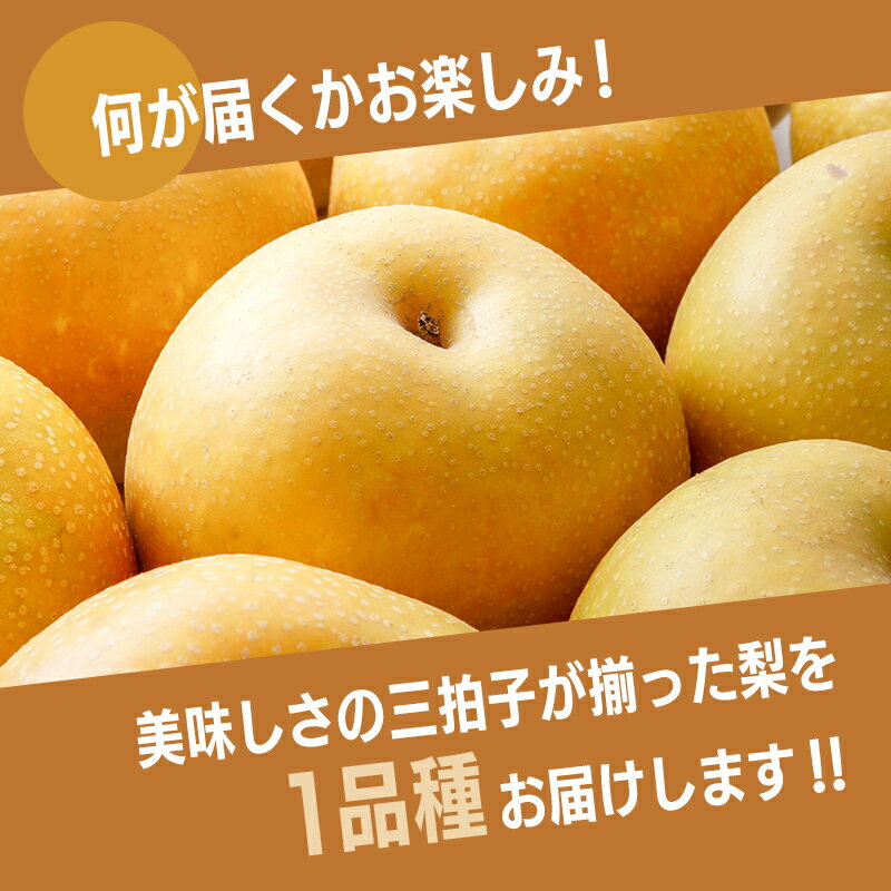 【ふるさと納税】＜25年11月末までに発送＞【訳あり】梨 福袋 5kg 旬の品種を1品種お届け くだもの 果物 フルーツ ご当地 食品 幸水 豊水 あきづき 新高 新興 愛宕 F6P-2945 サムネイル2