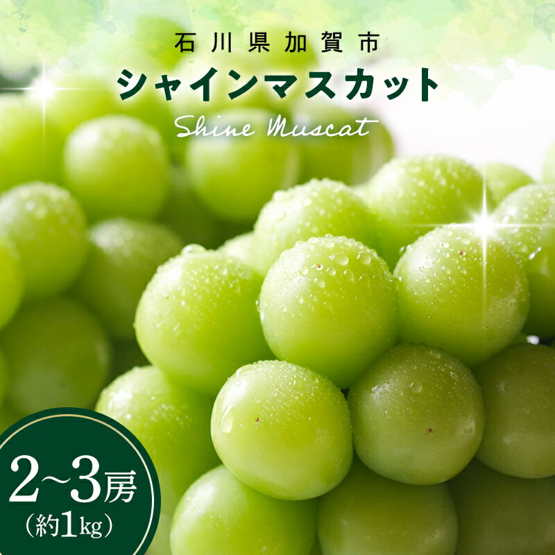 【2026年先行予約】シャインマスカット約1kg 石川県加賀市産（ご家庭用） シャインマスカット マスカット ぶどう ブドウ 葡萄 デザート フルーツ 果物 くだもの 果実 食品 F6P-2629