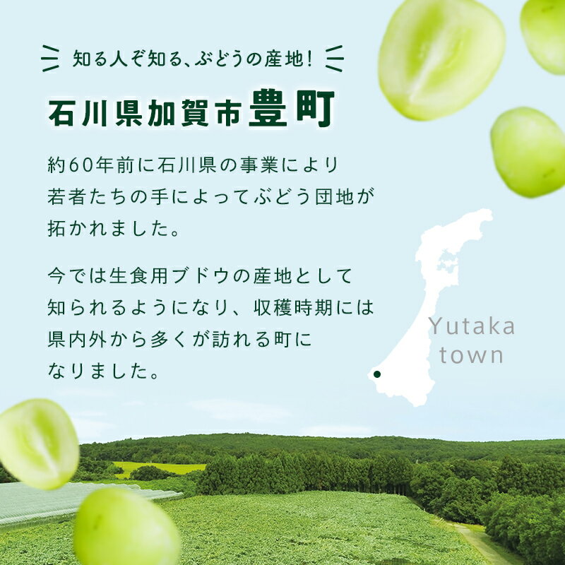 【ふるさと納税】【2026年先行予約】シャインマスカット約1kg 石川県加賀市産（ご家庭用） シャインマスカット マスカット ぶどう ブドウ 葡萄 デザート フルーツ 果物 くだもの 果実 食品 F6P-2629 - 画像2